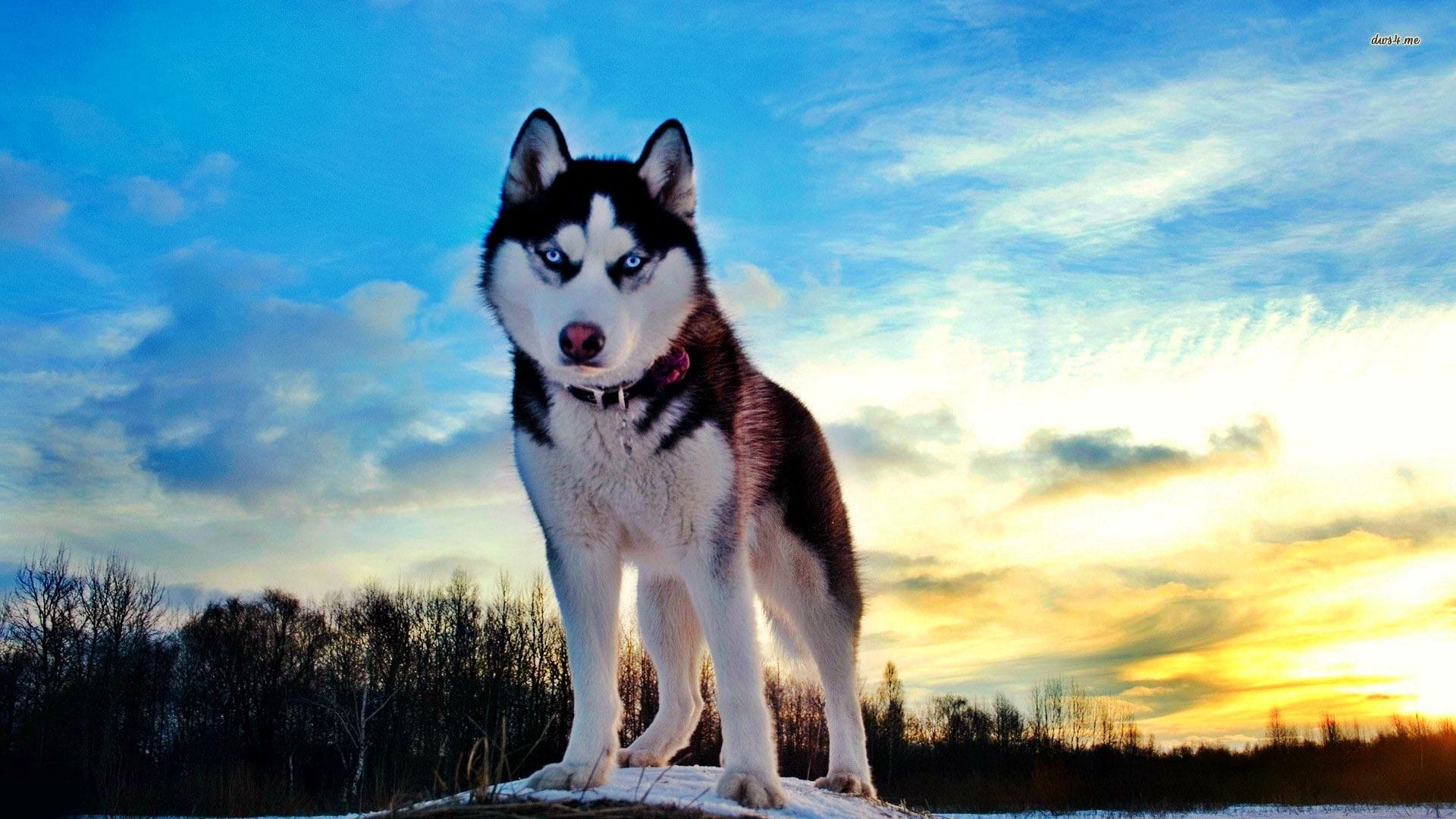 Sibirya Kurdu (Husky) Duvar Kağıtları