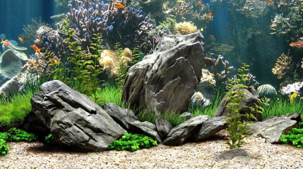 En Güzel 100+ Sualtı HD Fotoğrafları