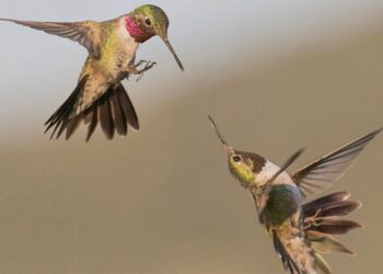 Geographic Hummingbirds Theması indir