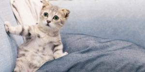 En Sevimli Kedi Duvar Kağıtları
